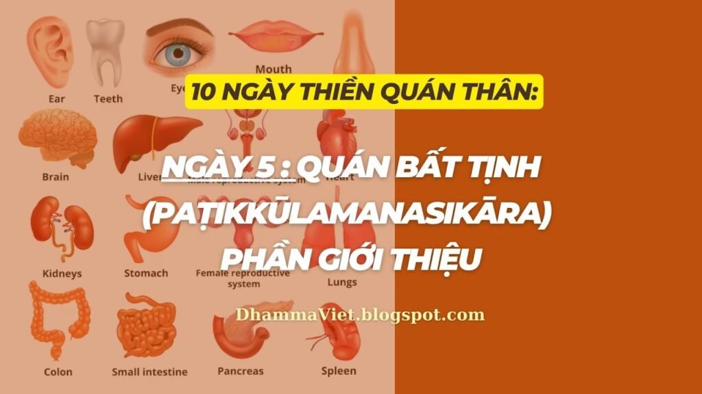 Quán Thân Ngày 5: Quán Bất Tịnh (Paṭikkūlamanasikāra) – Nhìn Thân Như Túi Hạt Hai Đầu Mở